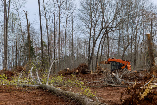 Trusted Closter, NJ Tree Care Experts