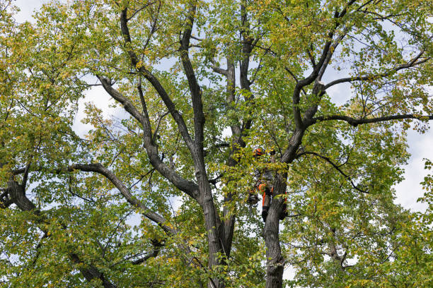 How Our Tree Care Process Works  in  Closter, NJ